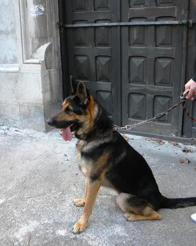 Rex