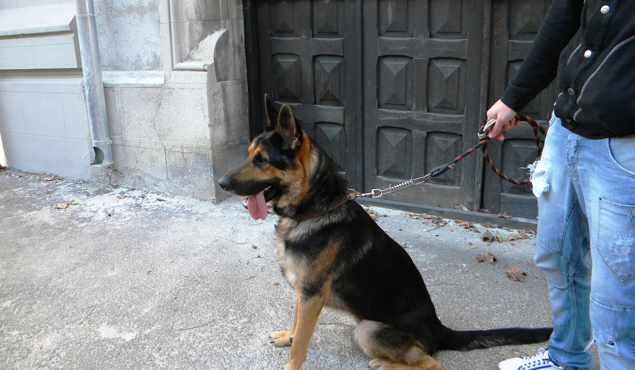 A dog being a dog