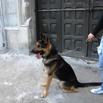 Rex the German Shepherd