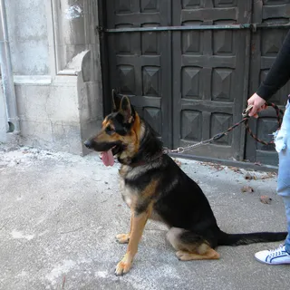 Rex the German Shepherd