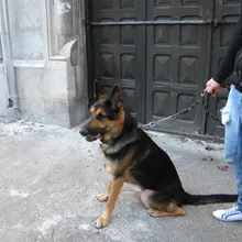 Dog Dental Care: How I Stopped Paying $800 Vet Bills for Teeth Cleanings