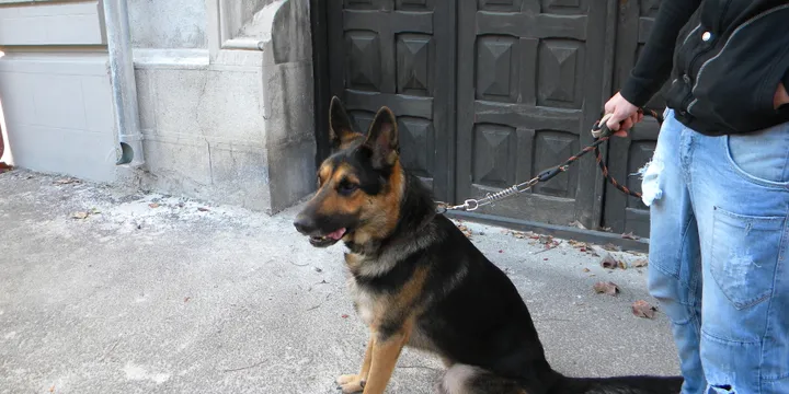 Dog Dental Care: How I Stopped Paying $800 Vet Bills for Teeth Cleanings
