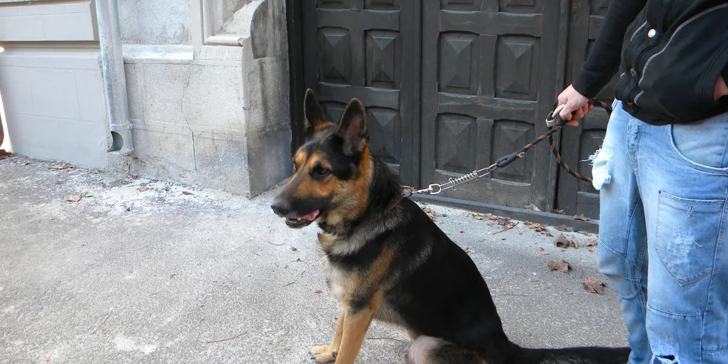 Dog Dental Care: How I Stopped Paying $800 Vet Bills for Teeth Cleanings