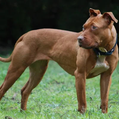 Tank the Pit Bull Mix