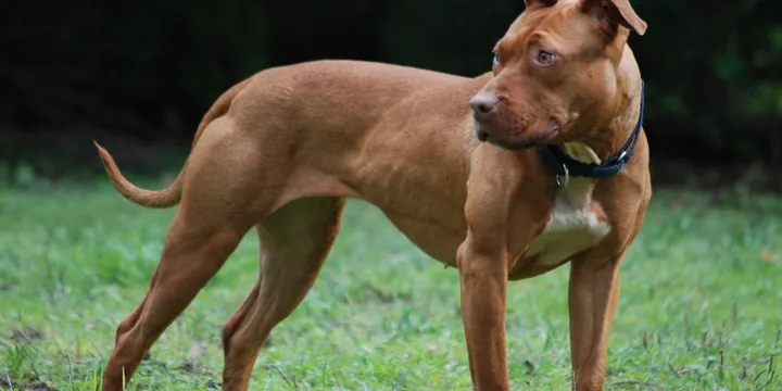 Dog Separation Anxiety: What Actually Helped (After Tank Destroyed Our Door Frame)