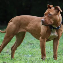 How to Stop Your Dog from Barking (From a Guy Whose Dachshund Has Zero Volume Control)