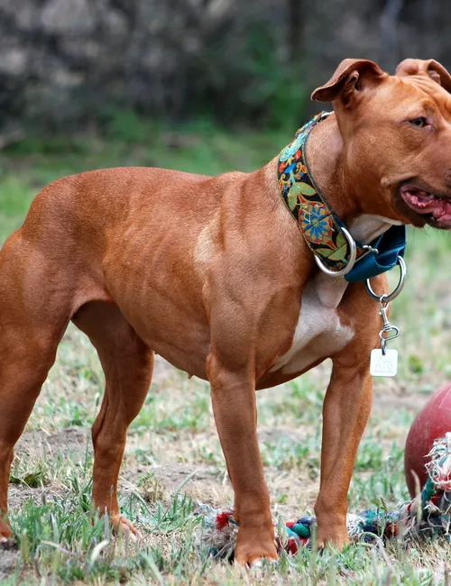Tank, who would like you to subscribe