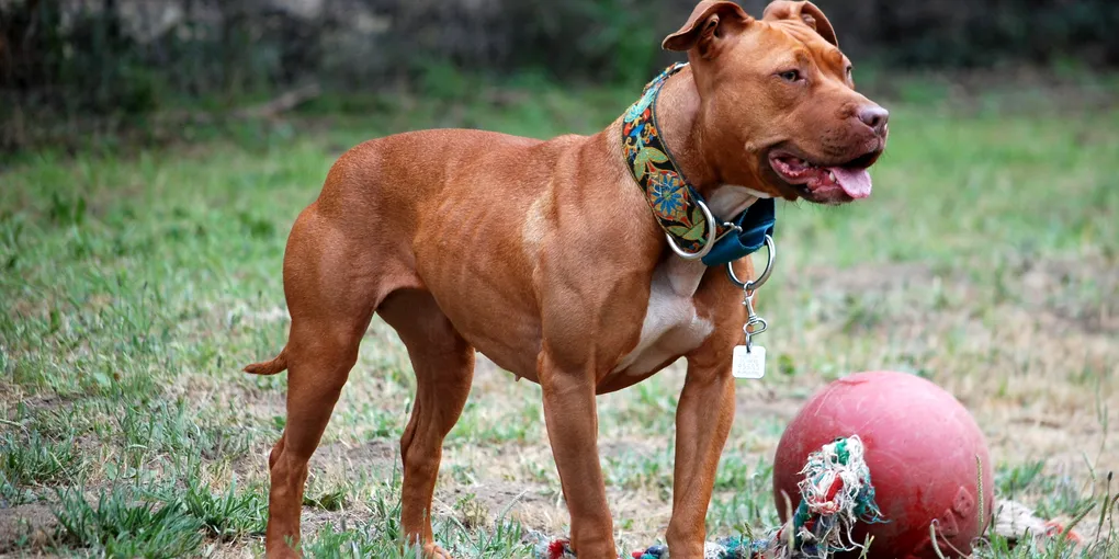 Why Is My Pit Bull So Anxious in the Car? (What Finally Worked for Tank)